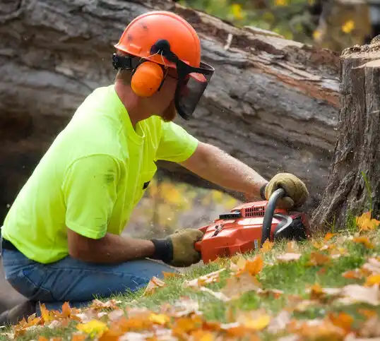 tree services Spencerport